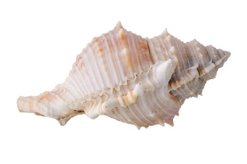 Sea shells arranged isolating on a white background.