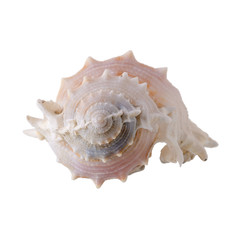 Sea shells arranged isolating on a white background.