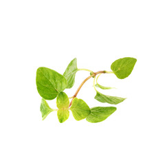 Fresh Oregano herb on a white background