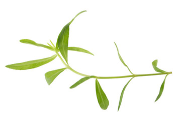 Fresh tarragon herbs, Tarragon herbs close up isolated on white background