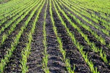 Green wheat planted before winter in a row