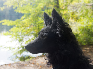 Fototapeta premium Mudi – ein ungarischer Hütehund nass vom Baden am See