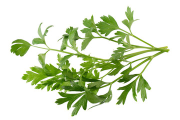 parsley fresh herb isolated on a white background