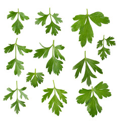 Fototapeta premium parsley fresh herb isolated on a white background