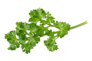 parsley fresh herb isolated on a white background