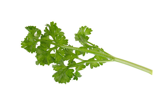 parsley fresh herb isolated on a white background