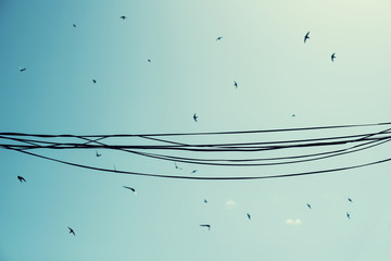 Vista nadir de un cielo azul despejado lleno de pájaros que vuelan de forma desordenada. Con unos...