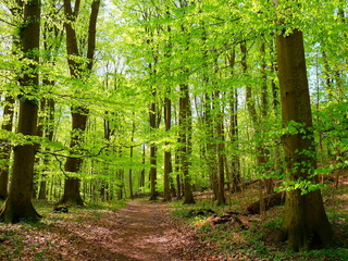 Maigrün