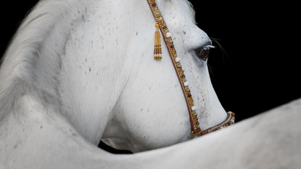 Gray arabian horse closeup on black background isolated