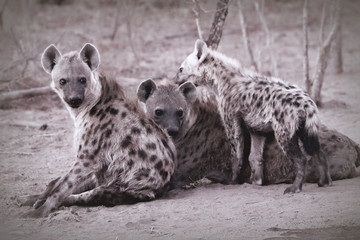 Hyena family in the Kruger National Park in South Africa