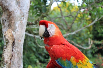 papagayo