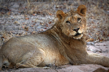 Close up of lion in the Kruger National Park, South Africa