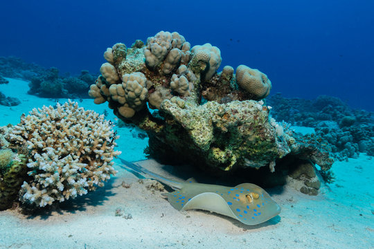 Blaupunktrochen im Korallenriff
