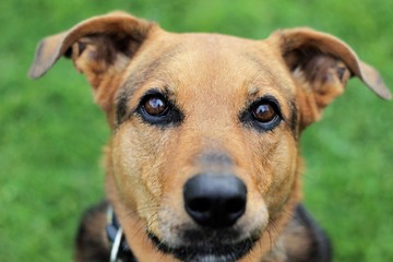 Stafford Schäferhund Mischling