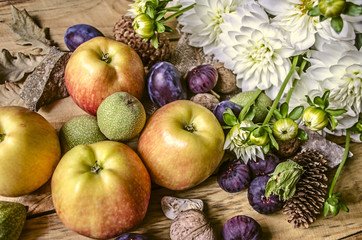 Naklejka na ściany i meble Harvest of apples,prunes,figs and walnuts with white dahlias