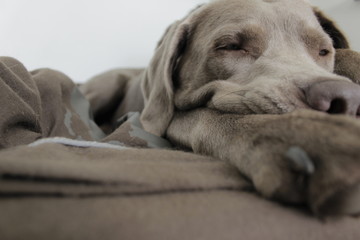 Schlafender Silberlabrador 