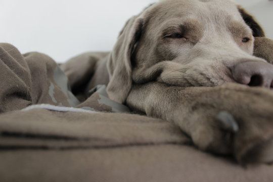 Schlafender Silberlabrador 