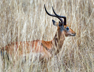 Impala standing in tall dried grass in Hwange, Zimbabwe