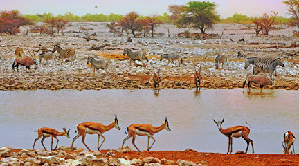 landscape of okaukeujo waterhole with zebras, oryx and impala, Etosha, Namibia