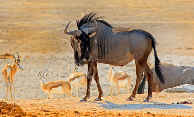 Blue wildebeest standing on the dry Etosha Pan with impala in the background, Namibia