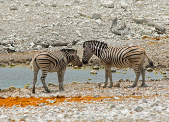 Fototapeta na wymiar Two Burchells Zebra standing next to a waterhole nose to nose