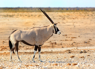 Isolated Gemsbok Oryx standing on the dry plains in Etosha National Park