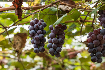 樹上の葡萄の実