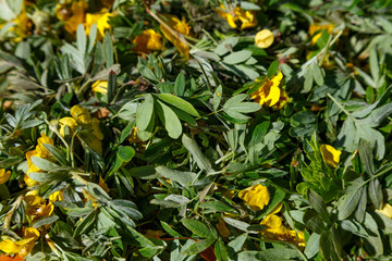 Fototapety  Ekologiczna zielona herbata w kupie