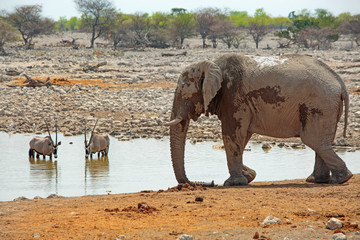 Okaukeujo waterhole is a magnet for animals to drink, with elephants and gemsbok oryx