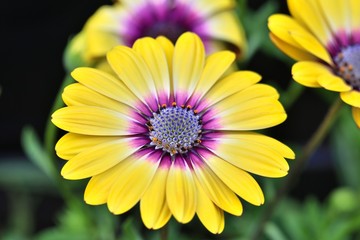 Close up of a vibrant yellow osteospermum flower with a purple stamen