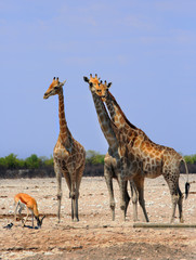 Giraffes standing on the dry hot plains in Etosha