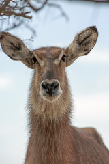 Fototapeta premium Waterbuck head looking directly into camera