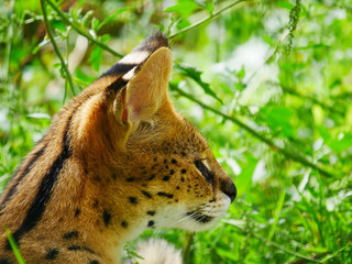 Serval
