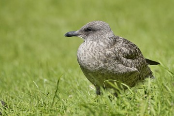 Brown gull in the green grass
