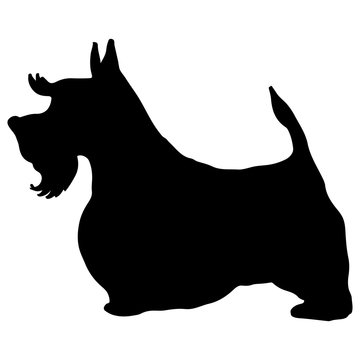 Lovely scottish terrier silhouette. Doggy scotty, puppy black contour. Freehand illustration for posters, covers, prints, fabric, textile, t shirt, logotype, vet. Home animals graphic character.