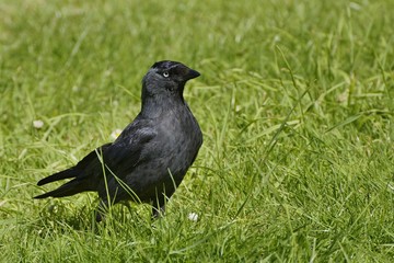 Black jackdaw in the grass