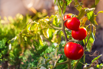 growing tomatoes red with green on bush