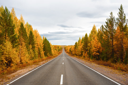 Direct road in a colorful autumn forest 