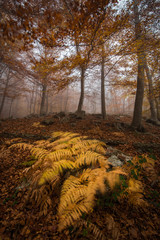 Ferns moved by the wind at Montseny forest