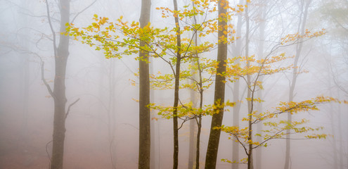 Branches with yellow leaves in a misty forest of Montseny