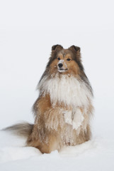 sheltie