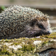 hedgehog in the spring deciduous forest