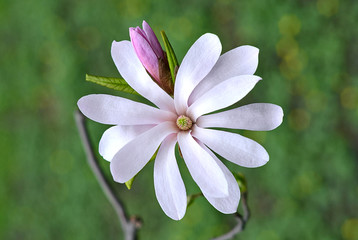 Flowers of magnolia loebneri closeup