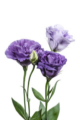 Fototapeta premium Light violet eustoma flowers on white background
