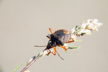  Red-legged shieldbug