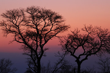 Fototapeta na wymiar African sunset in the Kruger National Park, South Africa