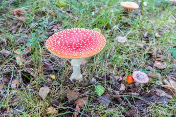 Fly amanita