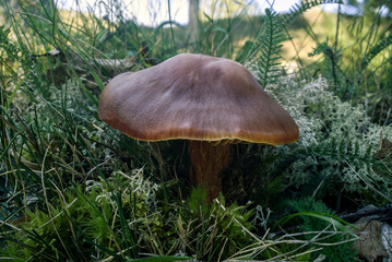 Mushroom