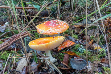Fly agaric