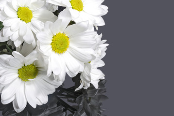White chrysanthemum flowers on gray background